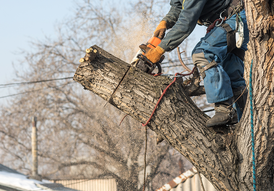 Tree Lopping And Stumps