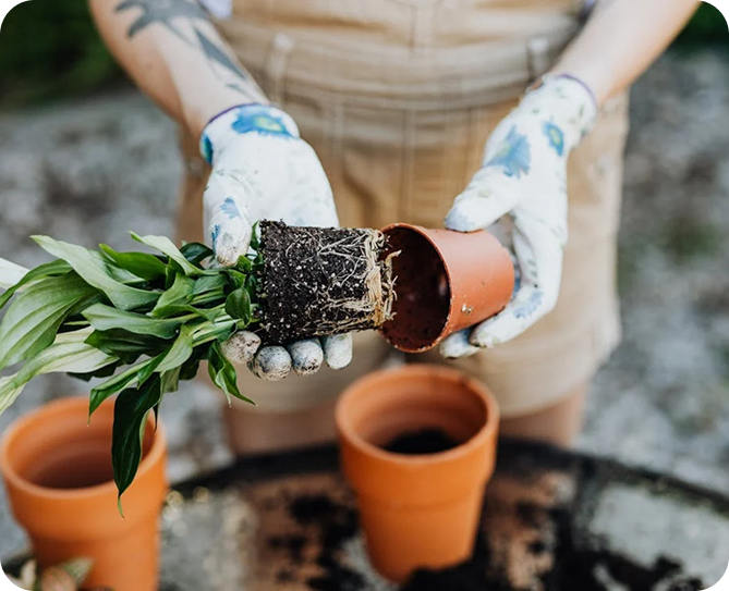 Why Choose Faastaa For Gardening In North Sydney
